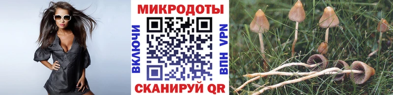 Галлюциногенные грибы Psilocybine cubensis  что такое   Руза 